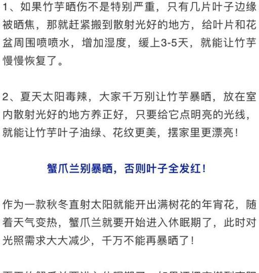 最怕晒的10種花，夏天快搬屋裡，否則全晒死