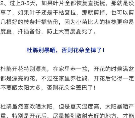 最怕晒的10種花，夏天快搬屋裡，否則全晒死