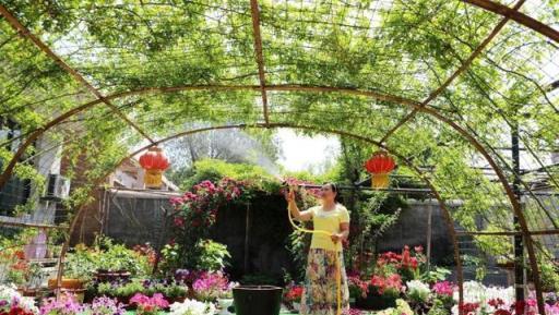 從「小白」到「網紅」河北農家女讓農家小院變「夢中花園」