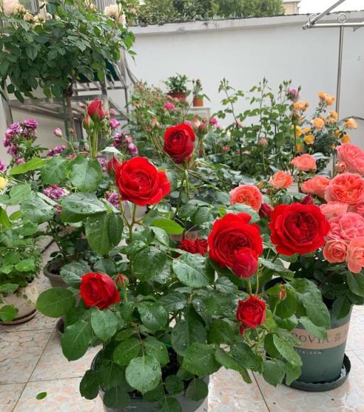 陽臺上的紅蘋果，大紅色花朵，四季綻放的美麗與喜慶