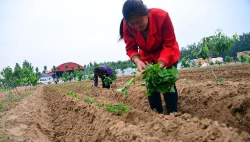 種植紅薯有訣竅，「埋葉種植」緩苗快，長勢好，在家也可種