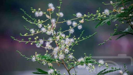 光莢含羞草花綻放的美，白色絨球小花美麗別緻，清新朦朧的花朵