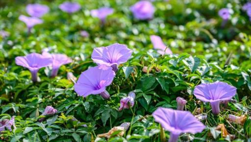 院子裡發現4種「漂亮花」，趕緊剷除，太霸道了