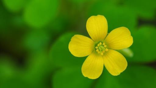 院子裡發現4種「漂亮花」，趕緊剷除，太霸道了