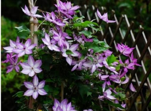 一樓院子種花，三樓奶奶讓我把「開花」的植物全拔了，讓我很為難