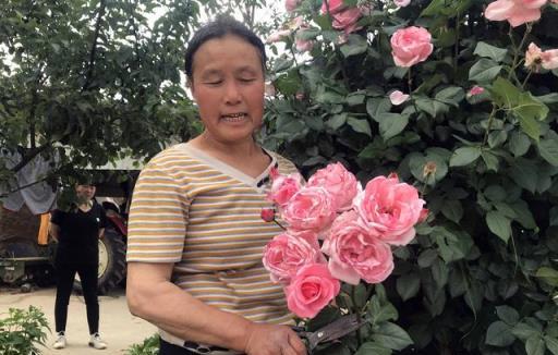 53歲農村大媽自從在院裡種了月季花，好運一直相伴，發了家致了富