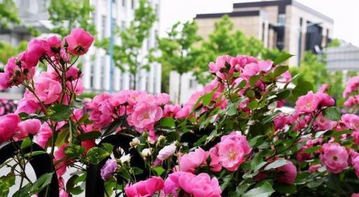 一樓院子種花，三樓奶奶讓我把「開花」的植物全拔了，讓我很為難