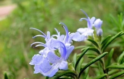 院子養花蚊子多怎麼辦？這四種花卉比花露水還管用，驅蚊效果好