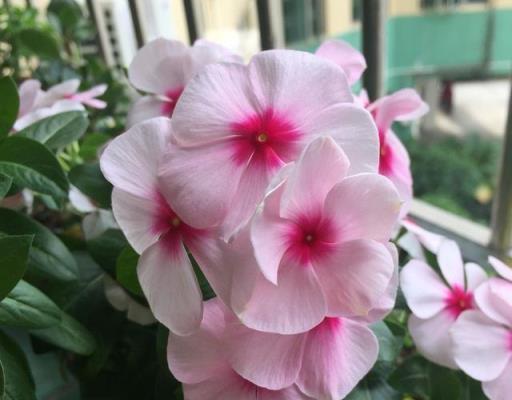 養長春花的技巧有3個，花色美，花期長，開花好熱鬧