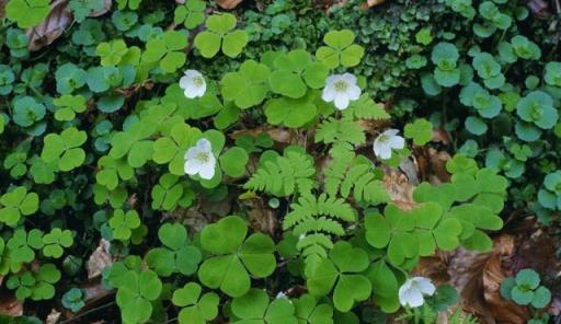 院子裡發現4種「漂亮花」，趕緊剷除，太霸道了