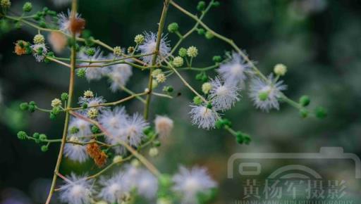 光莢含羞草花綻放的美，白色絨球小花美麗別緻，清新朦朧的花朵