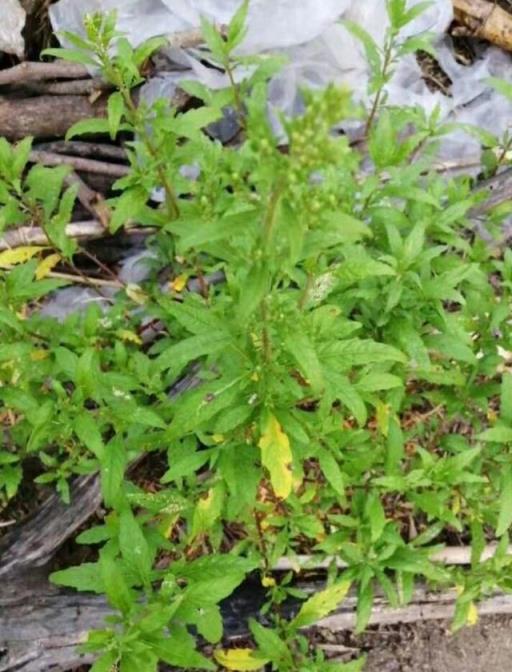 夏季是蛇類活動頻繁的季節，農家院落種植這幾種花草，好看又防蛇