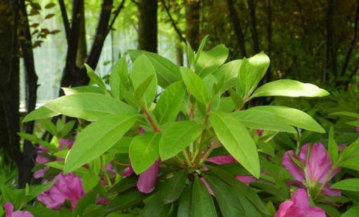 7月外出遊玩，看到這些花草，繞道走，別採挖別破壞，不然很麻煩