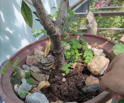 花盆裡出現1種「小東西」，要儘快換盆換土，不然花卉總是長不旺