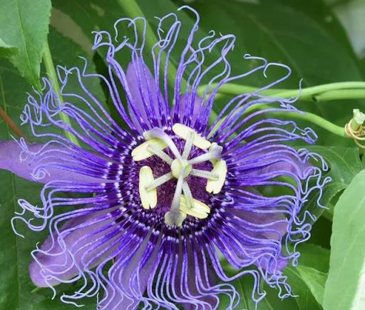 盆栽西番蓮（百香果），花滿枝果滿盆