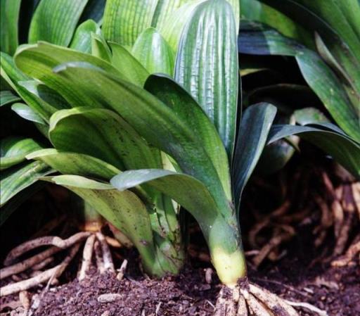 花盆裡出現1種「小東西」，要儘快換盆換土，不然花卉總是長不旺