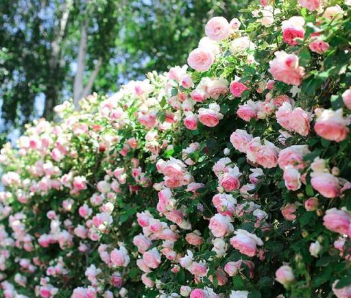 花量大，生長快的4種月季花，適合打造花牆、拱門，懶人也能養好