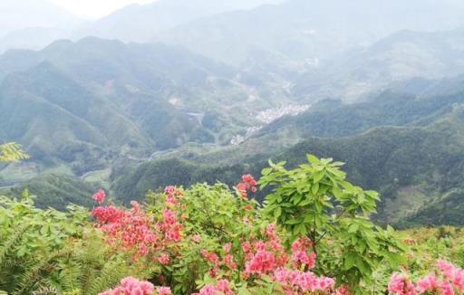 7月外出遊玩，看到這些花草，繞道走，別採挖別破壞，不然很麻煩