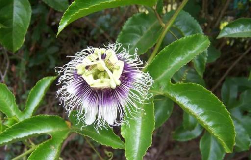 盆栽西番蓮（百香果），花滿枝果滿盆