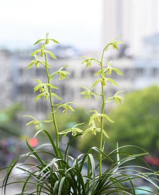 夏季蘭花養護要點，避免黑腐與疾病的安全指南