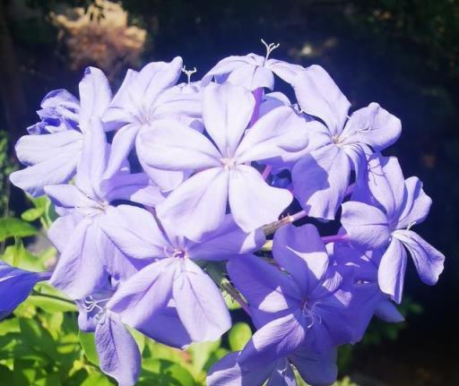 適合夏天養的「4種花」，越晒太陽，花越多越鮮豔越美麗