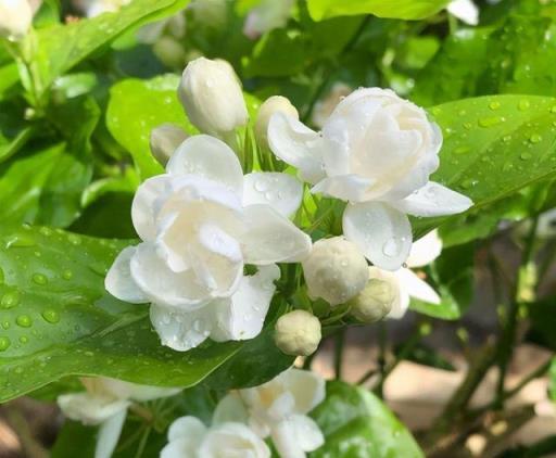 適合熱天養的「香香花」，放客廳雅緻，放臥室促睡眠，還能驅蚊子