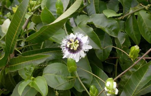 盆栽西番蓮（百香果），花滿枝果滿盆