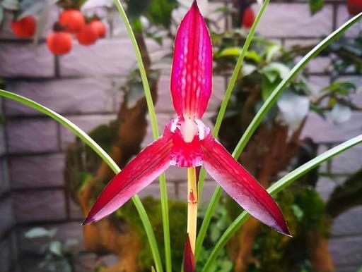 春蘭銘品「婁山紅」，紅杆紅花，蘭香四溢，花開後美麗又大氣