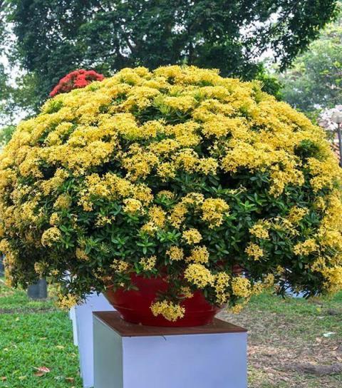 40度高溫仍舊在開花的觀賞植物，夏天不容錯過的6種花