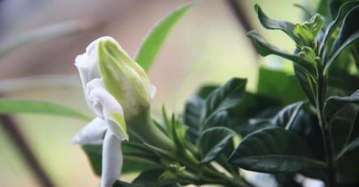 30種常見花度夏方法，學會包你花不死