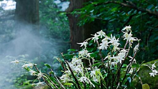 7月外出遊玩，看到這些花草，繞道走，別採挖別破壞，不然很麻煩