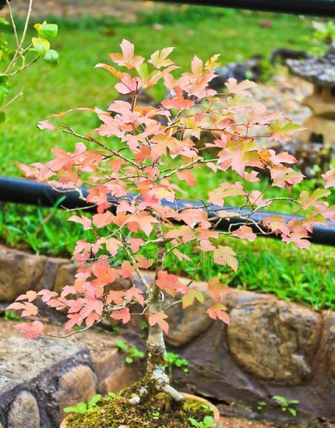 客廳養花「禁忌」，真不是迷信，是有科學道理的