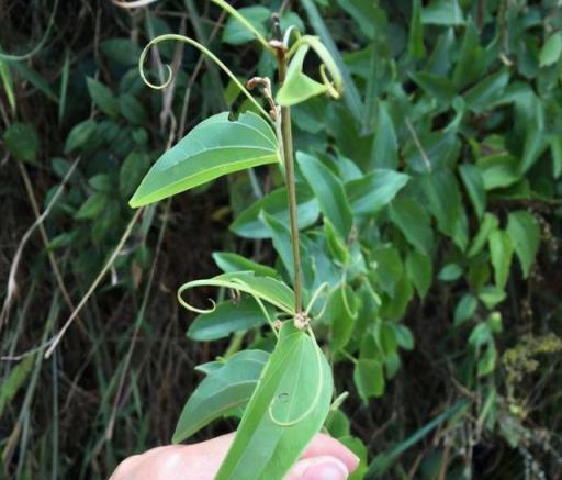 7月外出遊玩，看到這些花草，繞道走，別採挖別破壞，不然很麻煩