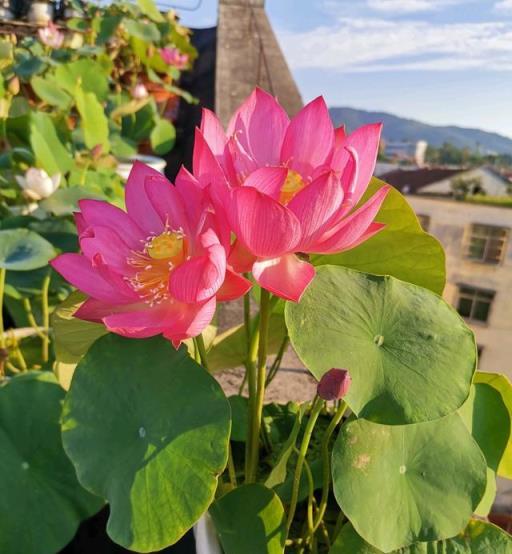 蓮花界的「迷你」品種—碗蓮，植株不大，花朵很美，陽臺也能養