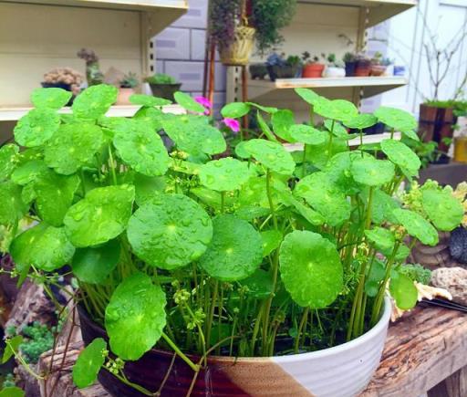 聚水為財，4種可以「水養」的花卉，建議花友重視起來