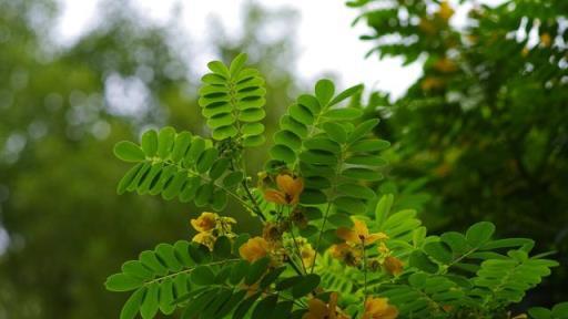 夏季農村庭院，種植這幾種花草不但好看，而且還能防蛇進家