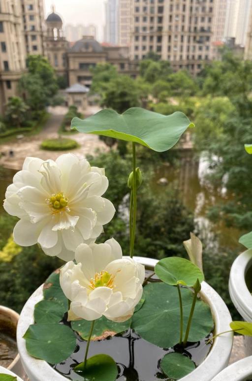 蓮花界的「迷你」品種—碗蓮，植株不大，花朵很美，陽臺也能養