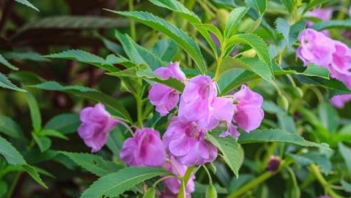 夏季是蛇類活動頻繁的季節，農家院落種植這幾種花草，好看又防蛇