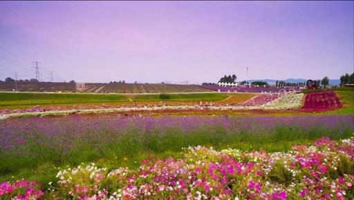 野花組合花卉大全，四季播種、四季開花，花期長，主要很好養活