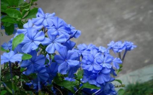 再旱也別「淋雨」的花卉，當心爛葉、掉花苞