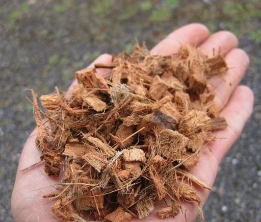 通用盆栽土搭配指南，有幾類植物不適合用，介質選擇很關鍵