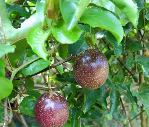 盆栽西番蓮（百香果），花滿枝果滿盆