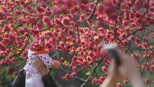 家裡有院子一定要學一點植物選型和搭配技巧，瞬時提升檔次不是夢