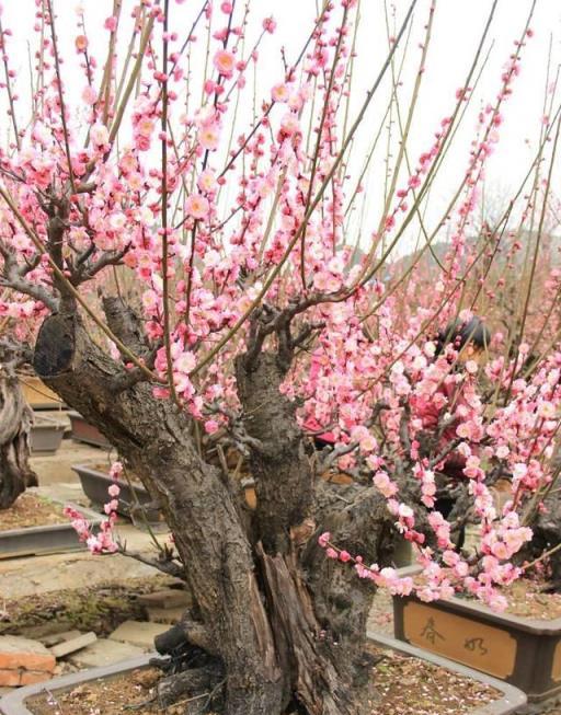 5種吉利花，是古代人的「富貴花」，能活幾百年，富貴又吉利