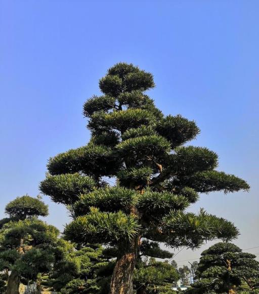 院子裡有空地要種三種樹，沒空地擠擠也要種，寓意深遠