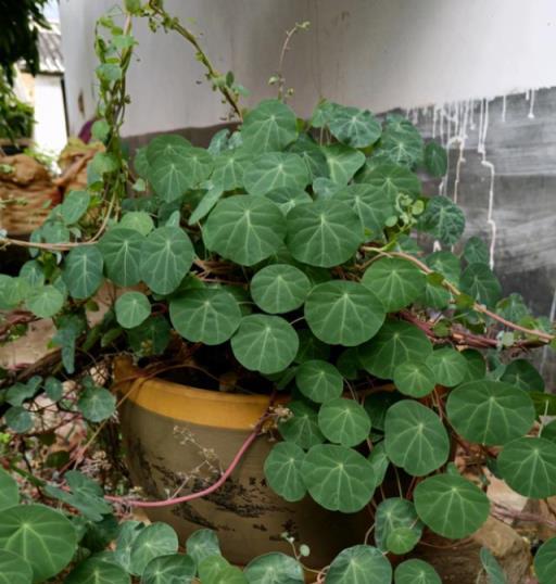 養花入門很簡單，記住「久病成醫」，真正愛花，才能變成養花高手