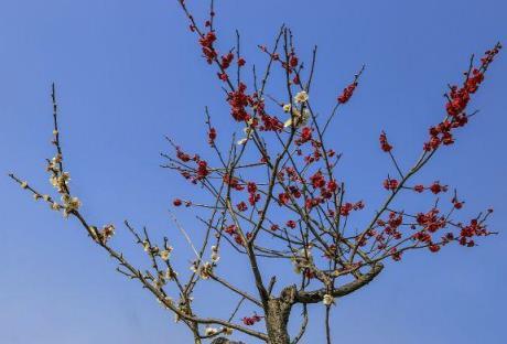 夏季養梅花，照顧到四個方面，冬季開花多又香