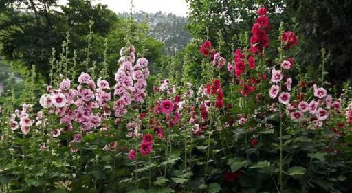 炎夏就養「3種花」，不怕熱不怕晒，花量很大又仙又美麗