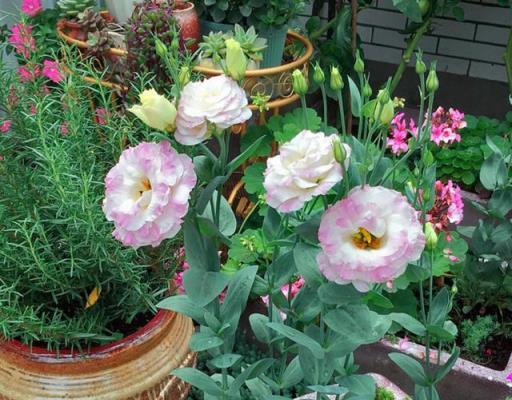 夏天養這「六種花」，薄肥勤施是關鍵，枝葉翠綠，顏色美