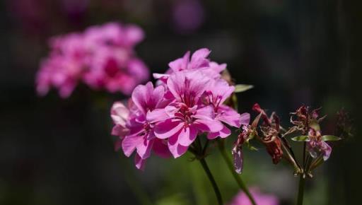 夏天雨水頻繁，5種怕「積水」花，該避雨了，否則容易爛根